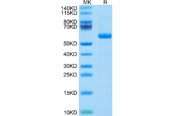 NOTCH3 Protein (His-Avi Tag)