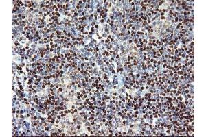 Image no. 1 for anti-Myocyte Enhancer Factor 2C (MEF2C) antibody (ABIN1499363) (MEF2C Antikörper)