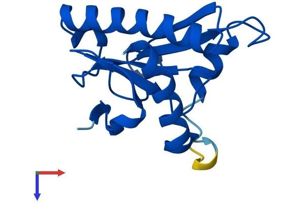 FHIT Protein (AA 1-147) (His tag)