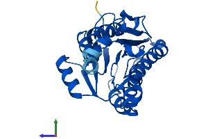 Protein Structure (PS) image for Dicarbonyl/L-Xylulose Reductase (DCXR) (AA 1-244) protein (His tag) (ABIN7547047)