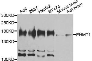 Western blot analysis of extracts of various cells, using EHMT1 antibody. (EHMT1 Antikörper)