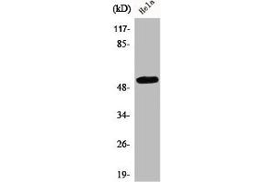 Western Blot analysis of HuvEc cells using CEP55 Polyclonal Antibody (CEP55 Antikörper  (Internal Region))