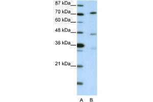 WB Suggested Anti-ATG4B Antibody   Titration: 2. (ATG4B Antikörper  (C-Term))