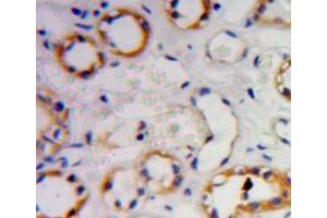 Used in DAB staining on fromalin fixed paraffin- embedded Kidney tissue (GNB2 Antikörper  (AA 2-340))