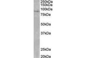 Image no. 1 for anti-SET Domain, Bifurcated 2 (SETDB2) (AA 174-188) antibody (ABIN1104240) (SETDB2 Antikörper  (AA 174-188))