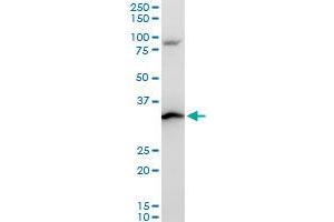 RPS3A polyclonal antibody (A01), Lot # ONW0060316QCS1.