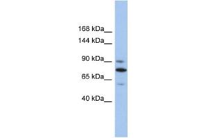 WB Suggested Anti-KIF23 Antibody Titration:  0. (KIF23 Antikörper  (Middle Region))