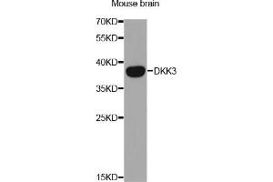 Western Blotting (WB) image for anti-DKK3 (AA 22-350) antibody (ABIN3016193) (DKK3 Antikörper  (AA 22-350))