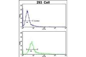 Flow cytometric analysis of 293 cells using CKIP-1 Antibody (N-term)(bottom histogram) compared to a negative control cell (top histogram). (PLEKHO1 Antikörper  (N-Term))