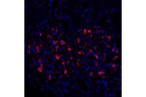 Immunofluorescence (IF) image for anti-Tight Junction Protein 1 (TJP1) (AA 650-700) antibody (ABIN7453989)