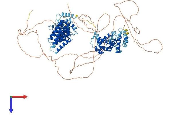 CWC22 Protein (AA 1-908) (His tag)