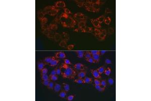 Immunofluorescence analysis of HepG2 cells using GPLD1 Rabbit pAb (ABIN6131716, ABIN6141335, ABIN6141336 and ABIN6222300) at dilution of 1:50 (40x lens). (GPLD1 Antikörper  (AA 24-160))