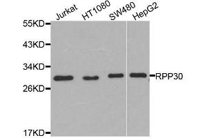 Western blot analysis of extracts of various cell lines, using RPP30 antibody (ABIN5974603) at 1/1000 dilution. (RPP30 Antikörper)
