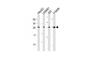 Western Blotting (WB) image for anti-C-Type Lectin Domain Family 1, Member B (CLEC1B) (AA 44-78) antibody (ABIN6243079)