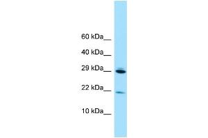 WB Suggested Anti-RPL28 Antibody Titration: 1. (RPL28 Antikörper  (N-Term))
