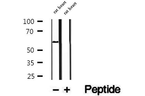 PPAN Antikörper  (C-Term)