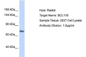 Host: Rabbit Target Name: BCL11B Sample Type: 293T Whole Cell lysates Antibody Dilution: 1.