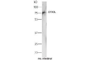 Mouse intestinal lysate probed with Rabbit Anti-DTX3L Polyclonal Antibody, Unconjugated  at 1:5000 for 90min at 37˚C. (DTX3L Antikörper  (AA 651-740))