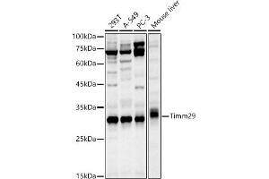 Western blot analysis of extracts of various cell lines, using Timm29 antibody (ABIN7268551) at 1:1000 dilution. (TIMM29 Antikörper)