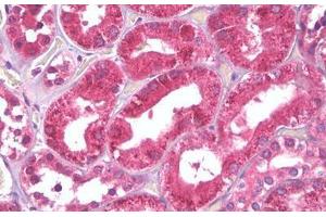 Anti-PEA15 antibody IHC staining of human kidney, tubules. (PEA15 Antikörper  (AA 81-130))