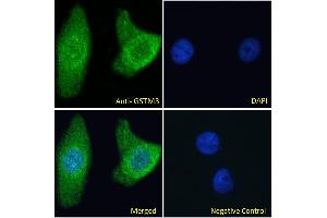 ABIN334414 Immunofluorescence analysis of paraformaldehyde fixed HeLa cells, permeabilized with 0.