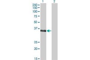 Western Blot analysis of MSI2 expression in transfected 293T cell line by MSI2 monoclonal antibody (M07), clone 2H5.