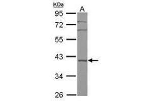 Image no. 1 for anti-BRX1, Biogenesis of Ribosomes, Homolog (BRIX1) (AA 34-250) antibody (ABIN1496967) (BRIX1 Antikörper  (AA 34-250))