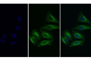 Detection of H-FABP in Human HepG2 cell using Polyclonal Antibody to Heart-type Fatty Acid Binding Protein (H-FABP) (FABP3 Antikörper  (AA 1-133))
