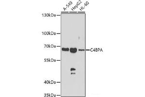 Western blot analysis of extracts of various cell lines using C4BPA Polyclonal Antibody at dilution of 1:1000. (C4BPA Antikörper)
