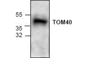 Image no. 1 for anti-Translocase of Outer Mitochondrial Membrane 40 Homolog (TOMM40) antibody (ABIN127330) (TOMM40 Antikörper)