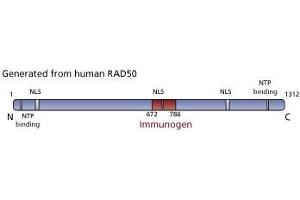 Image no. 3 for anti-RAD50 Homolog (S. Cerevisiae) (RAD50) (AA 672-786) antibody (ABIN968313)