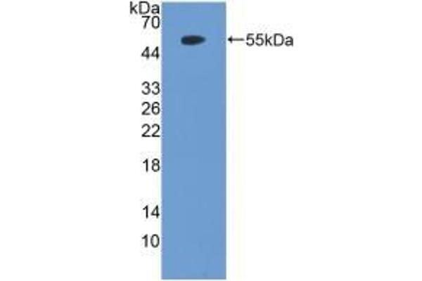 PTEN 抗体  (AA 2-403)