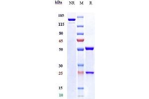 Anti-NRP1 / VEGF165R / CD304 Reference Antibody (vesencumab) on SDS-PAGE under reducing (R) condition. (Rekombinanter NRP1 (Vesencumab Biosimilar) Antikörper)