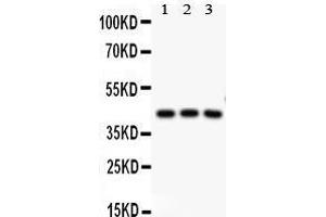 Anti-CREB Picoband antibody,  All lanes: Anti CREB  at 0. (CREB1 Antikörper  (AA 1-177))