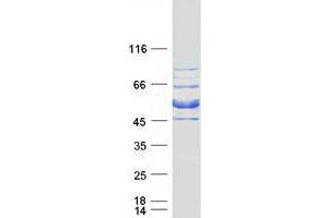 Validation with Western Blot (CIPC/KIAA1737 Protein (Myc-DYKDDDDK Tag))