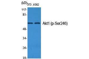 Western Blot (WB) analysis of specific cells using Phospho-Akt1 (S246) Polyclonal Antibody.