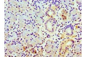 Immunohistochemistry of paraffin-embedded human pancreatic tissue using ABIN7148497 at dilution of 1:100 (COPS7A Antikörper  (AA 1-275))