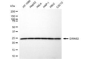 anti-DIRAS Family, GTP-Binding RAS-Like 2 (DIRAS2) antibody