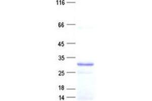 Western Blotting (WB) image for MOB Kinase Activator 2 (MOB2) protein (His tag) (ABIN5505725)