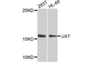 Western blot analysis of extracts of various cell lines, using UXT antibody (ABIN1875305) at 1:1000 dilution. (UXT Antikörper)