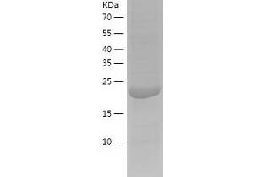 Western Blotting (WB) image for rho Family GTPase 3 (RND3) (AA 1-241) protein (His tag) (ABIN7124861)