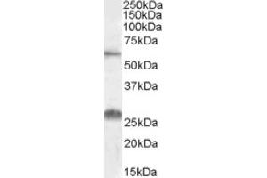 Image no. 1 for anti-Solute Carrier Family 47, Member 1 (SLC47A1) (Internal Region) antibody (ABIN375104) (SLC47A1 Antikörper  (Internal Region))