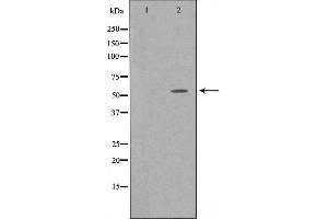 Western blot analysis of extracts from HT-29 cells using GPR75 antibody.
