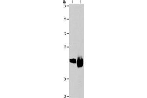 Western Blotting (WB) image for anti-CD38 antibody (ABIN2432799) (CD38 Antikörper)