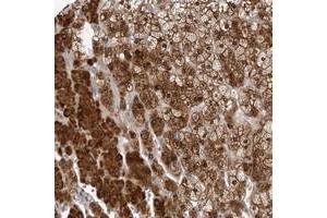 Immunohistochemical staining of human adrenal gland with KIAA1614 polyclonal antibody  shows strong positivity in cortical cells at 1:10-1:20 dilution. (KIAA1614 Antikörper)
