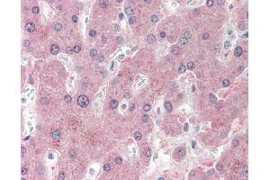 Anti-NNMT antibody IHC staining of human liver. (NNMT Antikörper  (N-Term))