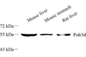 Western blot analysis of Polr3d (ABIN7075141) at dilution of 1: 500