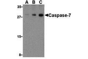 Western Blotting (WB) image for anti-Caspase 7, Apoptosis-Related Cysteine Peptidase (CASP7) (C-Term) antibody (ABIN1030318) (Caspase 7 Antikörper  (C-Term))