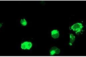 Anti-ENPEP mouse monoclonal antibody (ABIN2455324) immunofluorescent staining of COS7 cells transiently transfected by pCMV6-ENTRY ENPEP (RC210521). (ENPEP Antikörper)