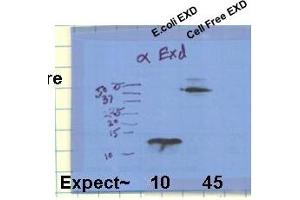 exd antibody - C-terminal region  validated by WB using Drosophila EXD constructs at 1:1000. (EXD (C-Term) Antikörper)